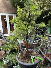 Large cypress bonsai Tree