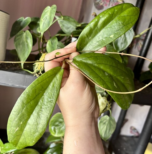 Rare hoya spring - rare,