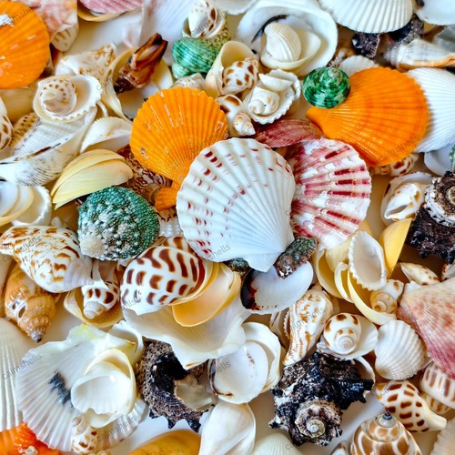 Mixed medium sea - mixed,