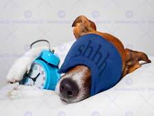 Jack Russell Dog Sleeping Alarm Clock Facemask Photo Art Print Poster Bmp2039B