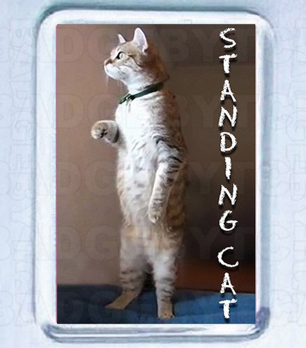 Standing cat small fridge - standing,