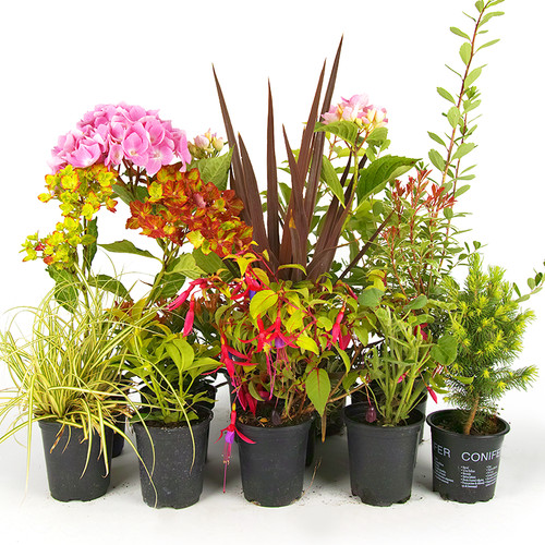 Mixed garden plants high - x,
