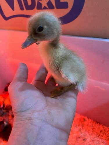 Duck hatching eggs mixed - eggs,