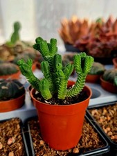 Crassula pyramidalis - crassula, |
