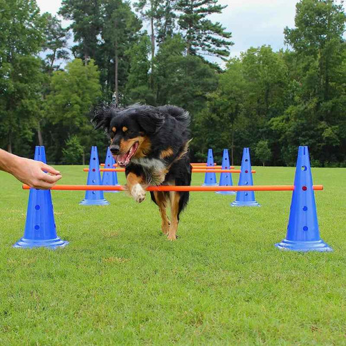 Pet agility training hurdle - training,