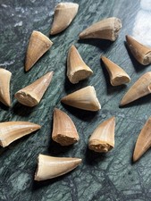 A Grade Fossil Mosasaur Tooth - Dinosaur Teeth 30-40mm - Cretaceous - Morocco