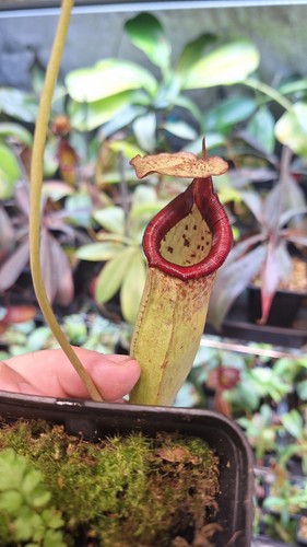 Nepenthes burbidgeae - nepenthes, x