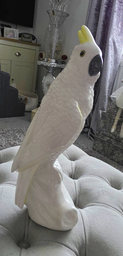 Large white cockatoo - cockatoo, parrot