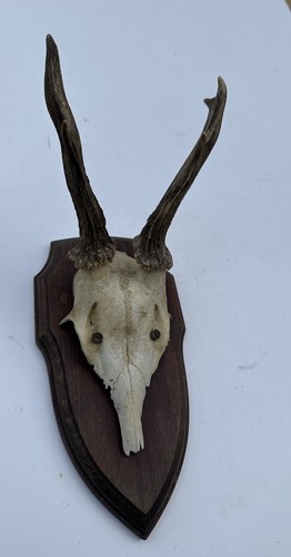 Wall mounted roe buck - mounted, deer