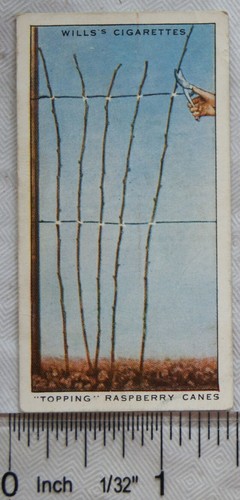 1938 wills garden - hints, 36