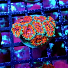 Wysiwyg acan lord coral - wysiwyg,