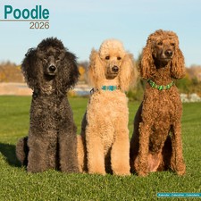 Poodle 2026 Calendar | Dog Breed Gift Wall 15% OFF MULTI ORDERS