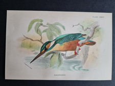 Antique (1894) print - Kingfisher -  Birds - Ornithology