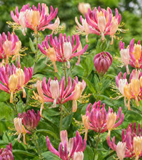 Honeysuckle American Beauty