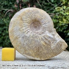 Fossil Ammonite Amoeboceras