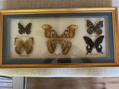 Atlas moth taxidermy - atlas, plus
