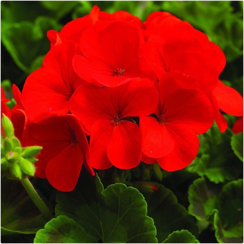 Geranium horizon scarlet - f1,