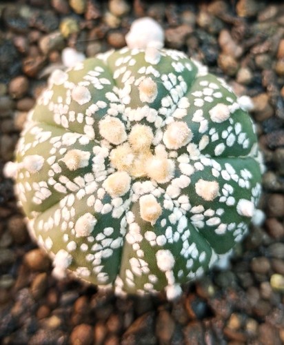 Astrophytum asterias super - astrophytum,