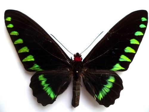 Entomology butterfly - entomology,