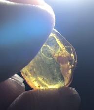 Baltic Amber Spider Fossil -