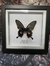 Great Yellow Mormon (Papilio