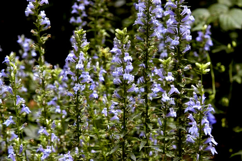 Lobelia siphilitica blue - 10, x