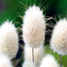 6 Hardy Ornamental Bunny Tails