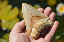 Genuine megalodon shark tooth - megalodon,