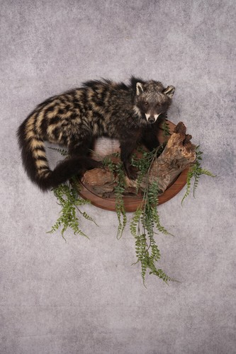 African civet cat - african,