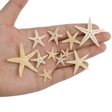 Tiny Natural Starfish for