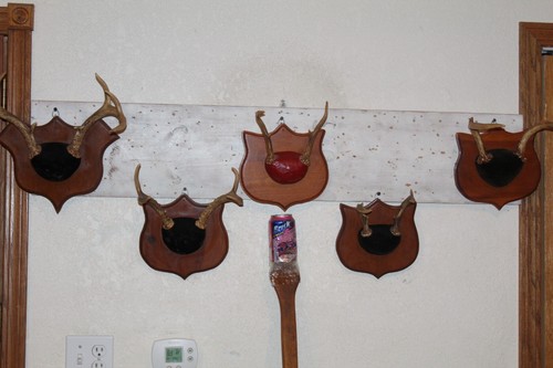Whitetail deer mount - whitetail,
