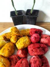 25 Mixed Prickly Pear Seeds -