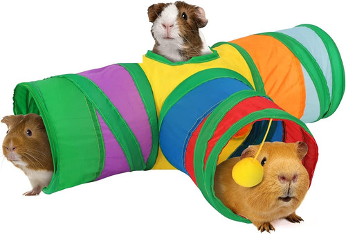 Hylyun guinea pig tunnel - guinea,