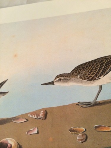 Semipalmated sandpiper audubon - semipalmated,