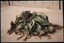 6x 35mm Slides Welwitschia