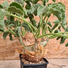 D6488 CYPHOSTEMMA UTER