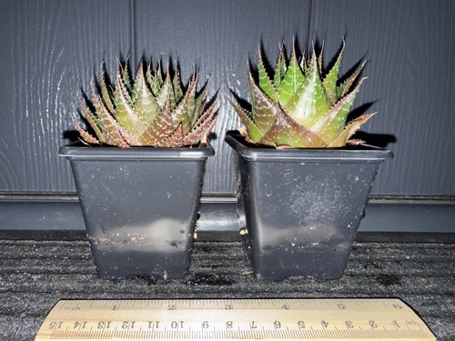 Aloe aristata cosmo 2 - aloe,