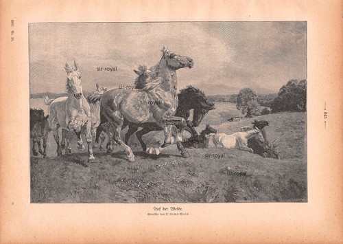 The pasture lucy - the,
