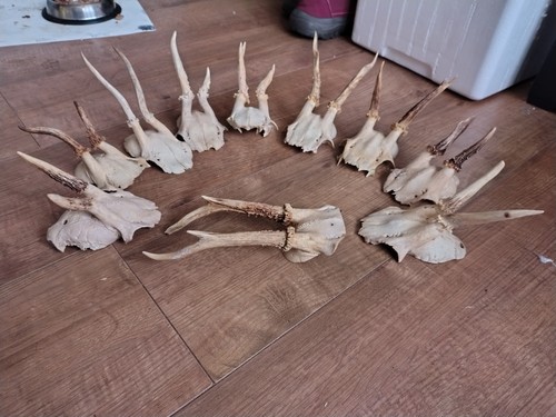 Taxidermy bone roe buck - x1,
