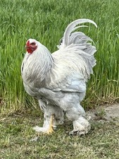 Isabella Brahma Hatching Eggs