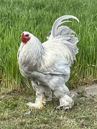 Isabella brahma hatching eggs - isabella,