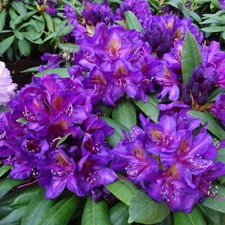 Rhododendron Monsieur Marcel