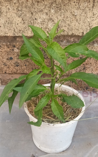 Green chilli plant - green,