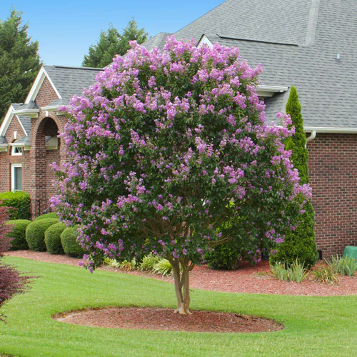 Muskogee lavender crape - lavender, myrtle