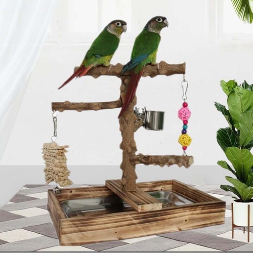 Bird playground parrot play - playground,