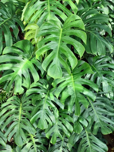 Organic split leaf - split,