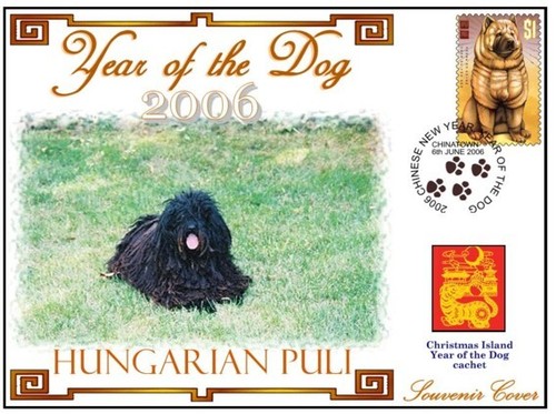 Hungarian puli year of - 06, c/i