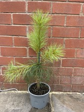 Chinese White Pine Tree |