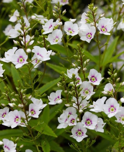 Parahebe snow hardy - 3,