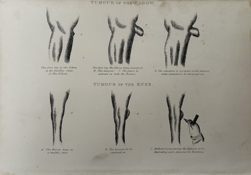 Antique print horse anatomy - antique,